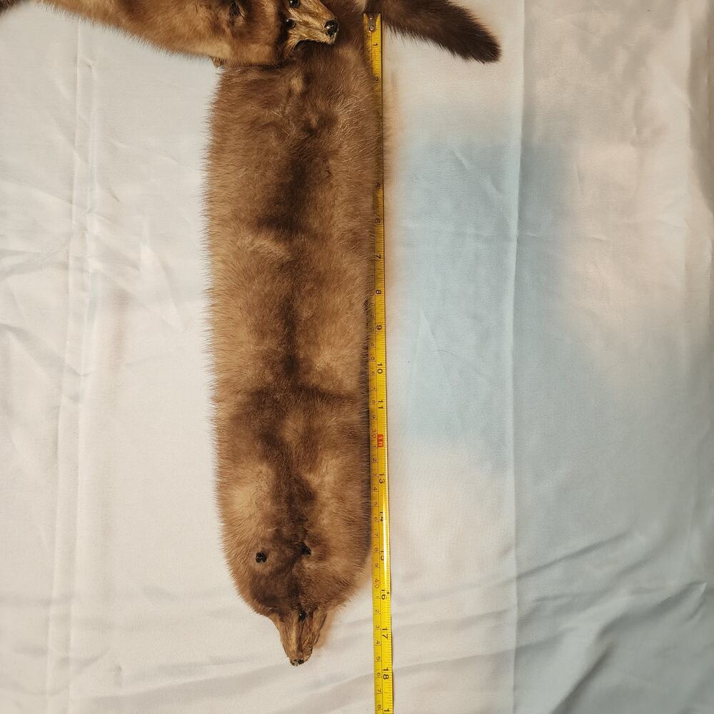 Vintage 5 Mink Fur Stole Pelts Scarfs Heads Full Body Taxidermy 1940s 1950s - Picture 3 of 9